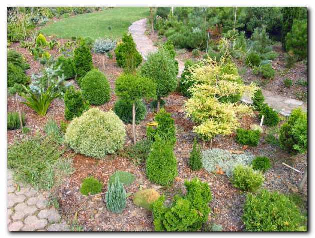 Del nasada miniaturnih iglavcev