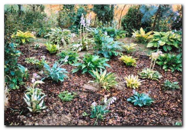 Nasad sodobnih sort host prvo leto po sajenju