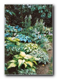 Kliknite za pove�avo slike