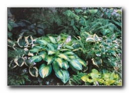 Kliknite za pove�avo slike