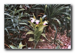 Kliknite za pove�avo slike