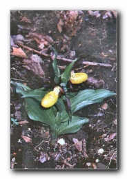 Kliknite za pove�avo slike