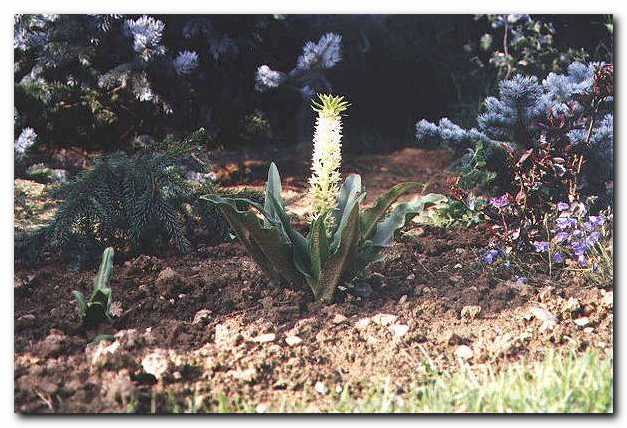 Eucomis