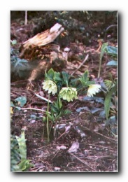 Kliknite za pove�avo slike