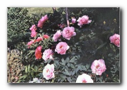 Kliknite za pove�avo slike