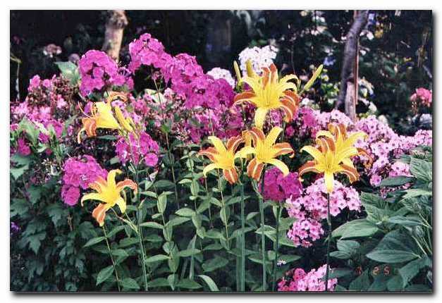 Plamenke (floksi), v ospredju maslenica