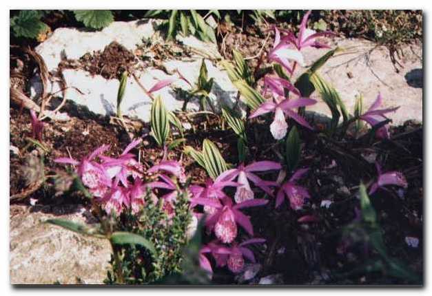 Vrtne orhideje - pleone