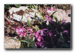 Kliknite za pove�avo slike