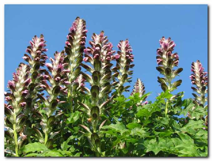 Lepi akantovi cvetovi<br>se dvigajo v nebo