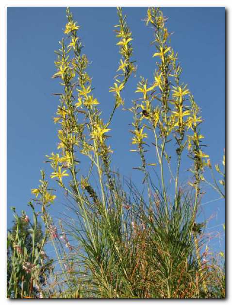 �epjak<br> s �udovitim ozadjem