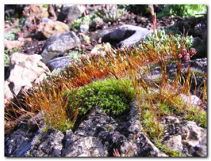 To lahko naredi le �lovek,<br>ki ima umetni�ko �ilico