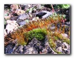 Kliknite za pove�avo slike