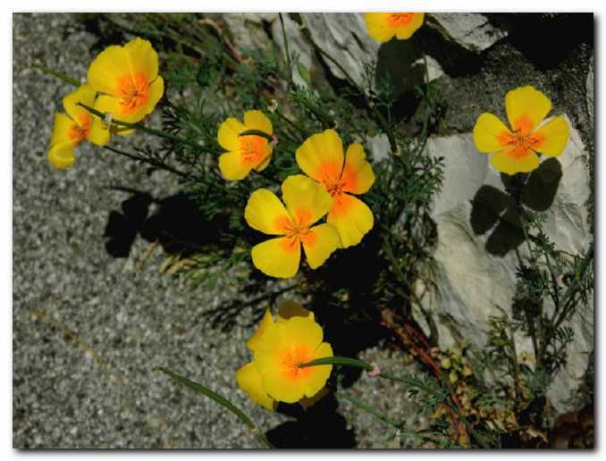 Kalifornijski mak u�iva<br>med skalami in peskom 