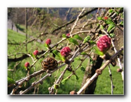 Kliknite za pove�avo slike