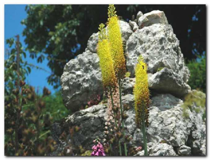 �ivobarvne stepske lilije