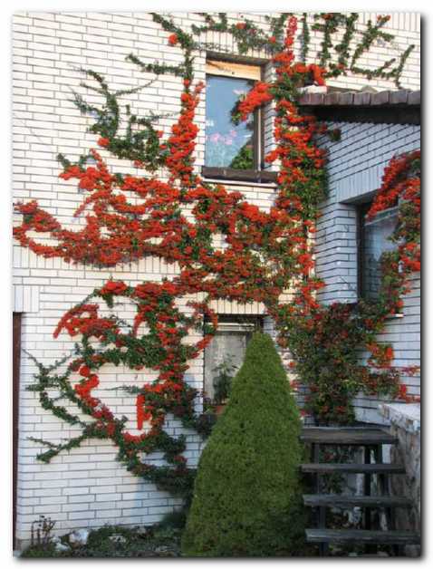 Ognjeni trn lepo<br>povezuje hi�o z vrtom