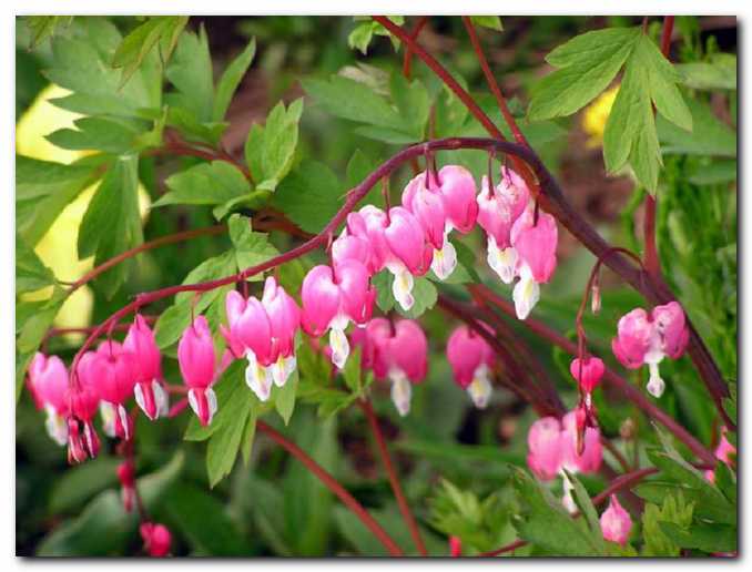 Po krivici pozabljeni<br>sr�ki