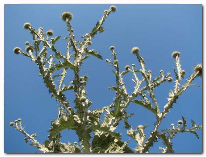 Mogo�na navadna kozjica,<br>kakor da prebada nebo