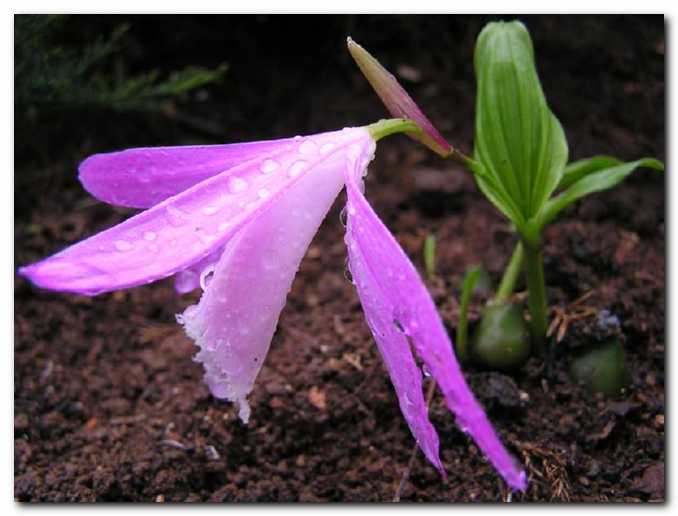 Orhideja Pleone<br>je redka na vrtovih