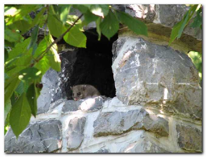 Polhek si je na�el svoj<br>domek kar v vrtnem kaminu