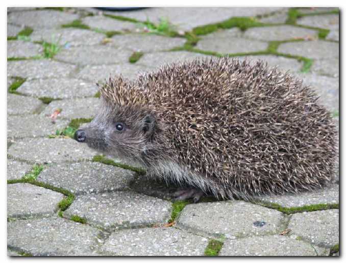 Sre�en vrtnar, ki ima<br>v vrtu je�a