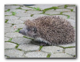 Kliknite za pove�avo slike