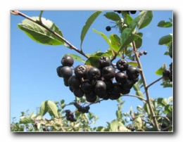 Kliknite za pove�avo slike