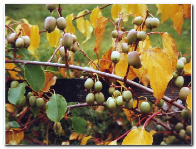 Bavarski kivi<br>je bogato obrodil