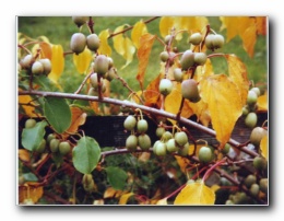 Kliknite za pove�avo slike