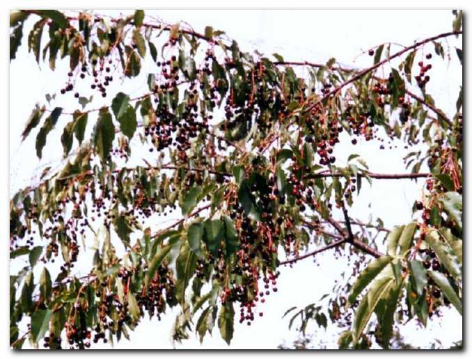 Kapuli - lepa,<br>a malo znana rastlina