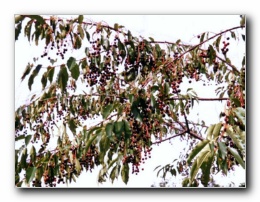 Kliknite za pove�avo slike