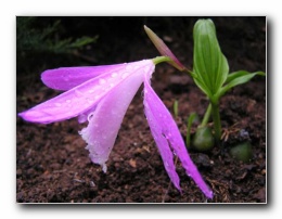 Kliknite za pove�avo slike