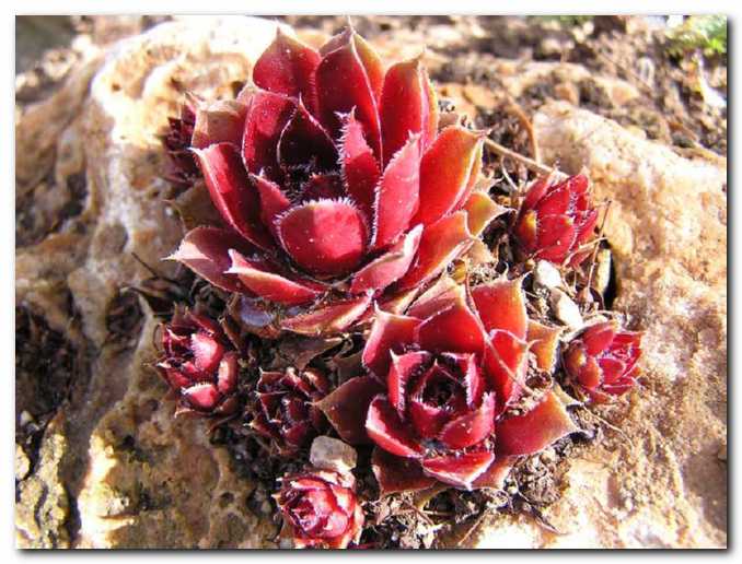 To je pravi prostor za netreske