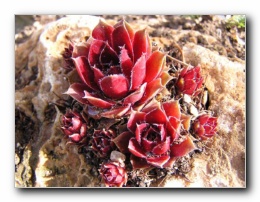 Kliknite za pove�avo slike