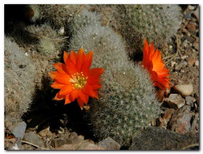 Kaktusi<br>ob ju�nem pro�elju