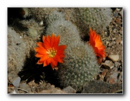 Kliknite za pove�avo slike