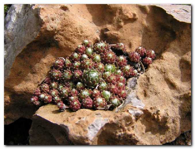 �udoviti svet netreskov