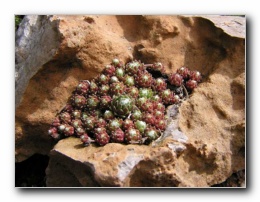 Kliknite za pove�avo slike