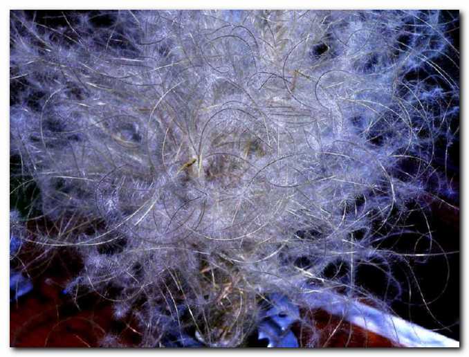 Srobotovi ore�ki z<br>dolgimi dlakavimi vratovi