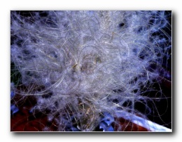 Kliknite za pove�avo slike