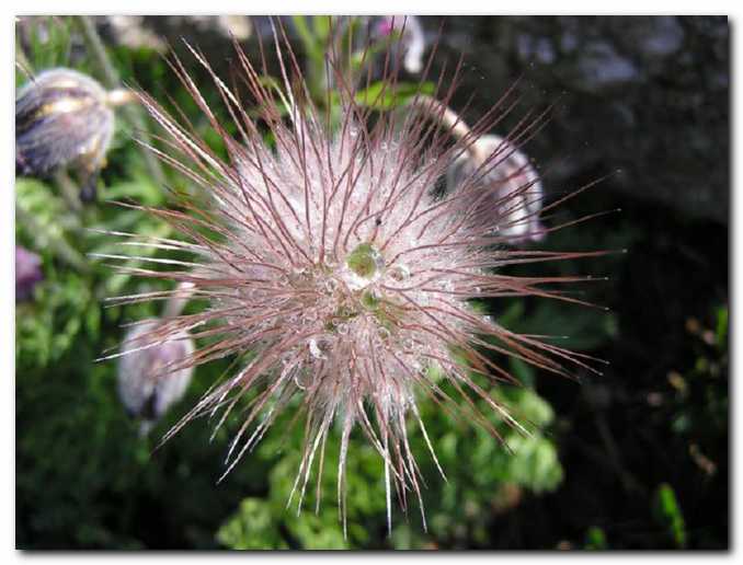 Kosmatin�eva metlica