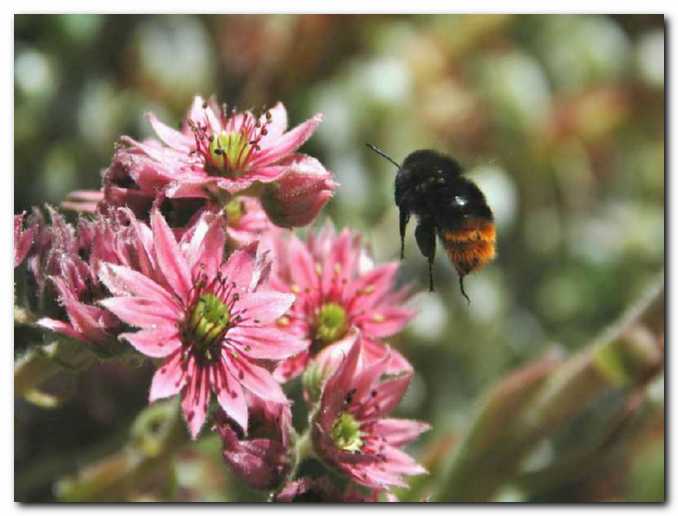 Netreskovi cvetovi<br>vabijo �mrlja