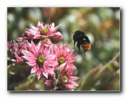 Kliknite za pove�avo slike