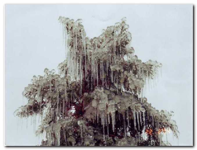 Smreka, vkovana v �led