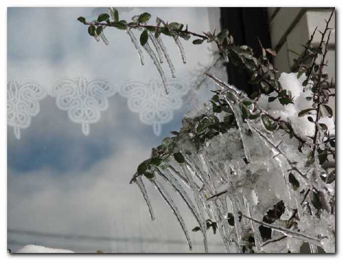 �ipke je ustvarila Sonja,<br>okras pred �ipo pa narava