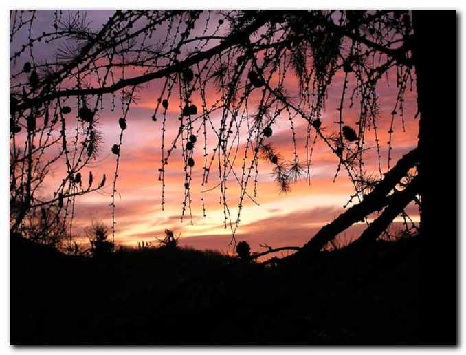 Son�ni zahod skozi<br>macesnovo zaveso