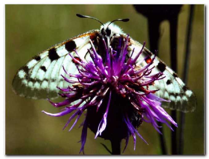 Ogro�eni gorski apolon<br>je zelo redek metulj 