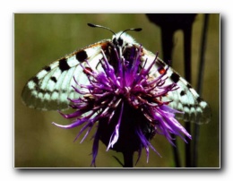 Kliknite za pove�avo slike