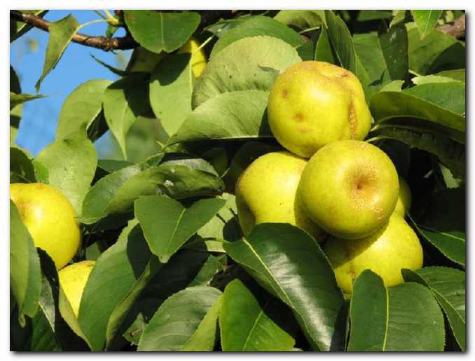 Na�i s so�nimi plodovi