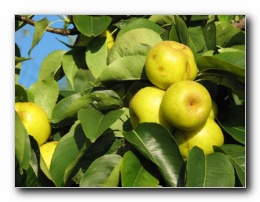 Kliknite za pove�avo slike